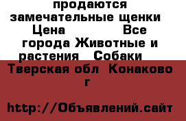 продаются замечательные щенки › Цена ­ 10 000 - Все города Животные и растения » Собаки   . Тверская обл.,Конаково г.